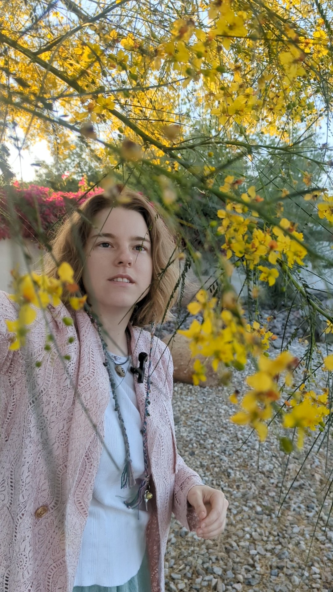 Hollie Palo Verde Tree
